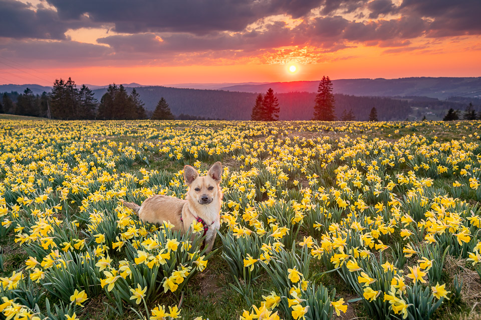 Fields of Gold