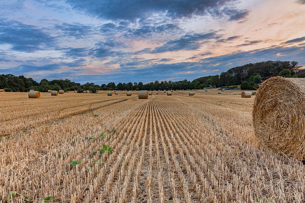 Fields Of Gold