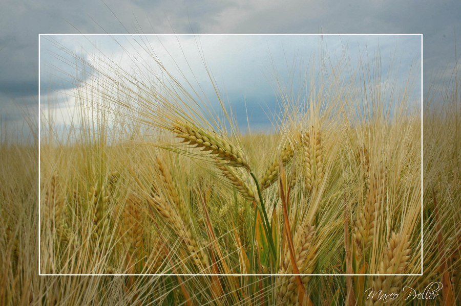 Fields of gold