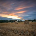 fields of gold ...