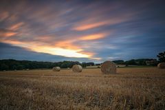 fields of gold ...