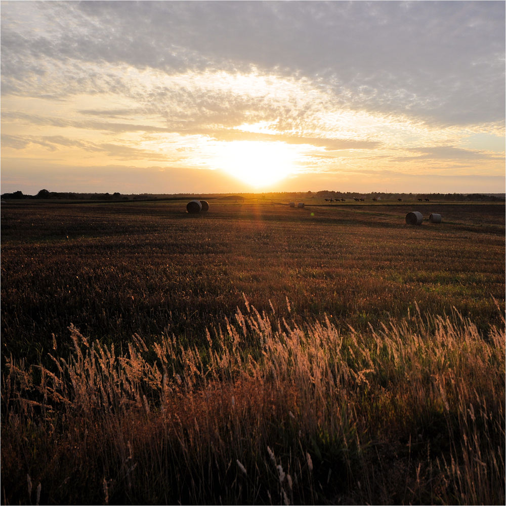 fields of gold...