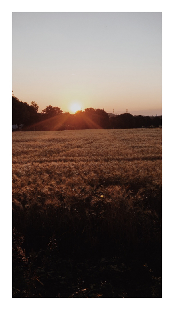 FIELDS of GOLD I