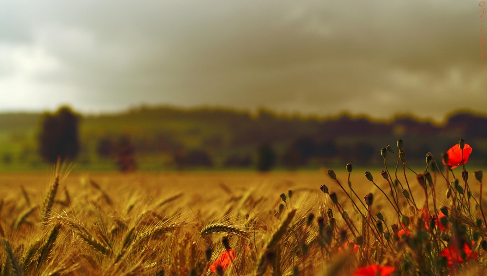 Fields of Gold I