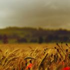 Fields of Gold I