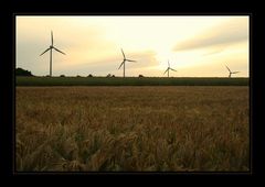 Fields of Gold II