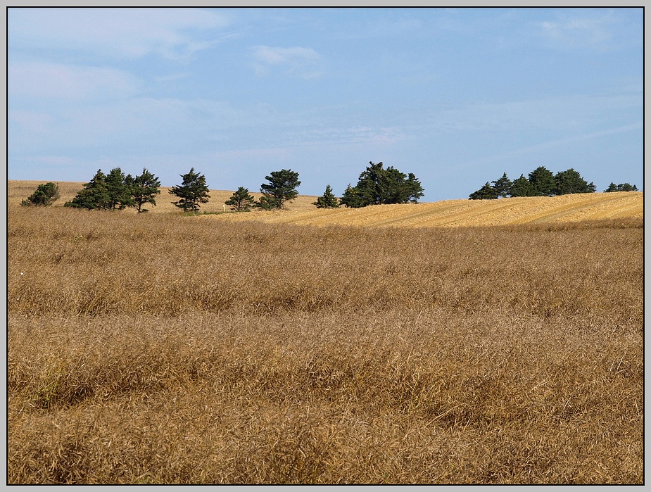 fields of gold IV