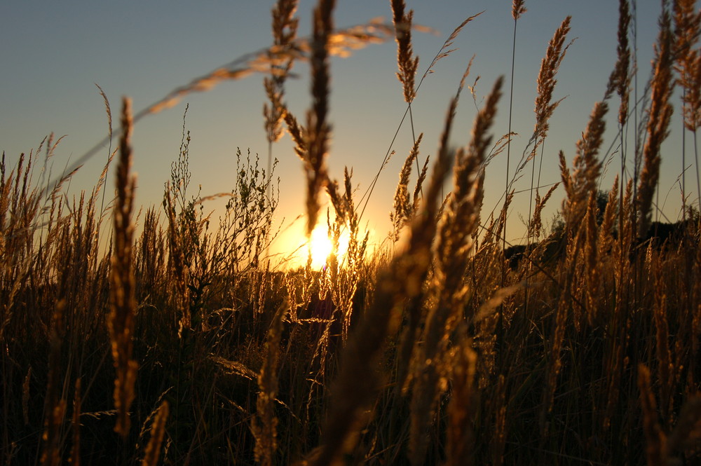 Fields of Gold (Sting) von badjan 