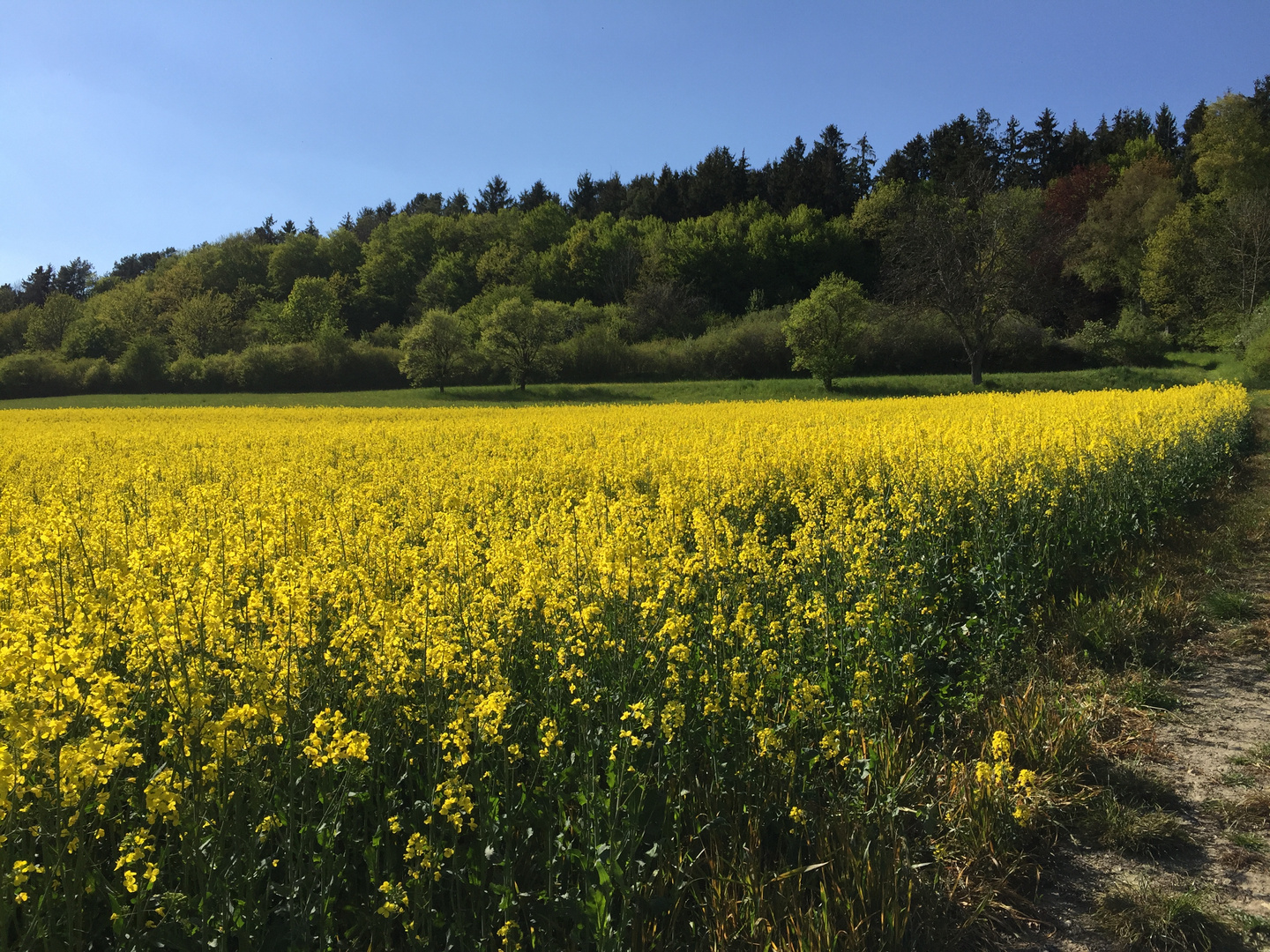 Fields of golden