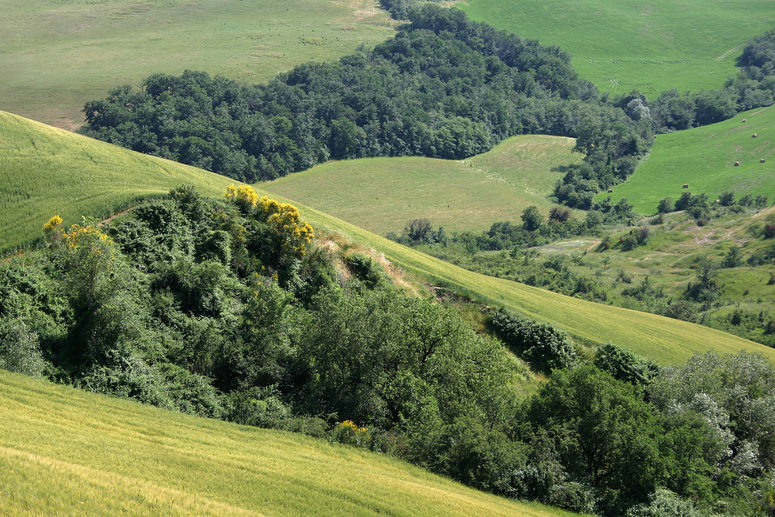 Fields Of Green