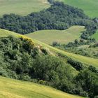 Fields Of Green