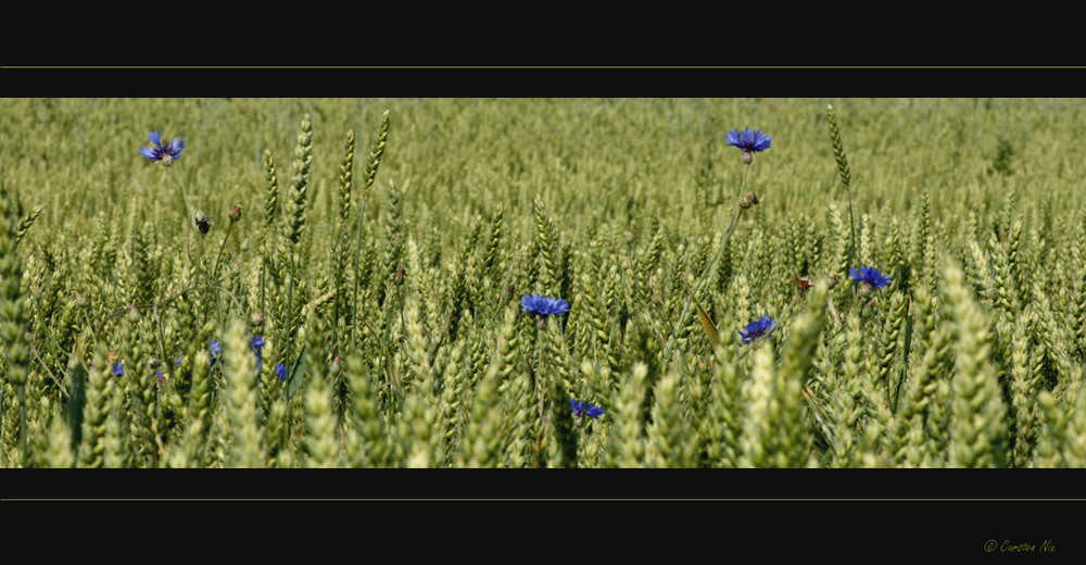 - fields of green -