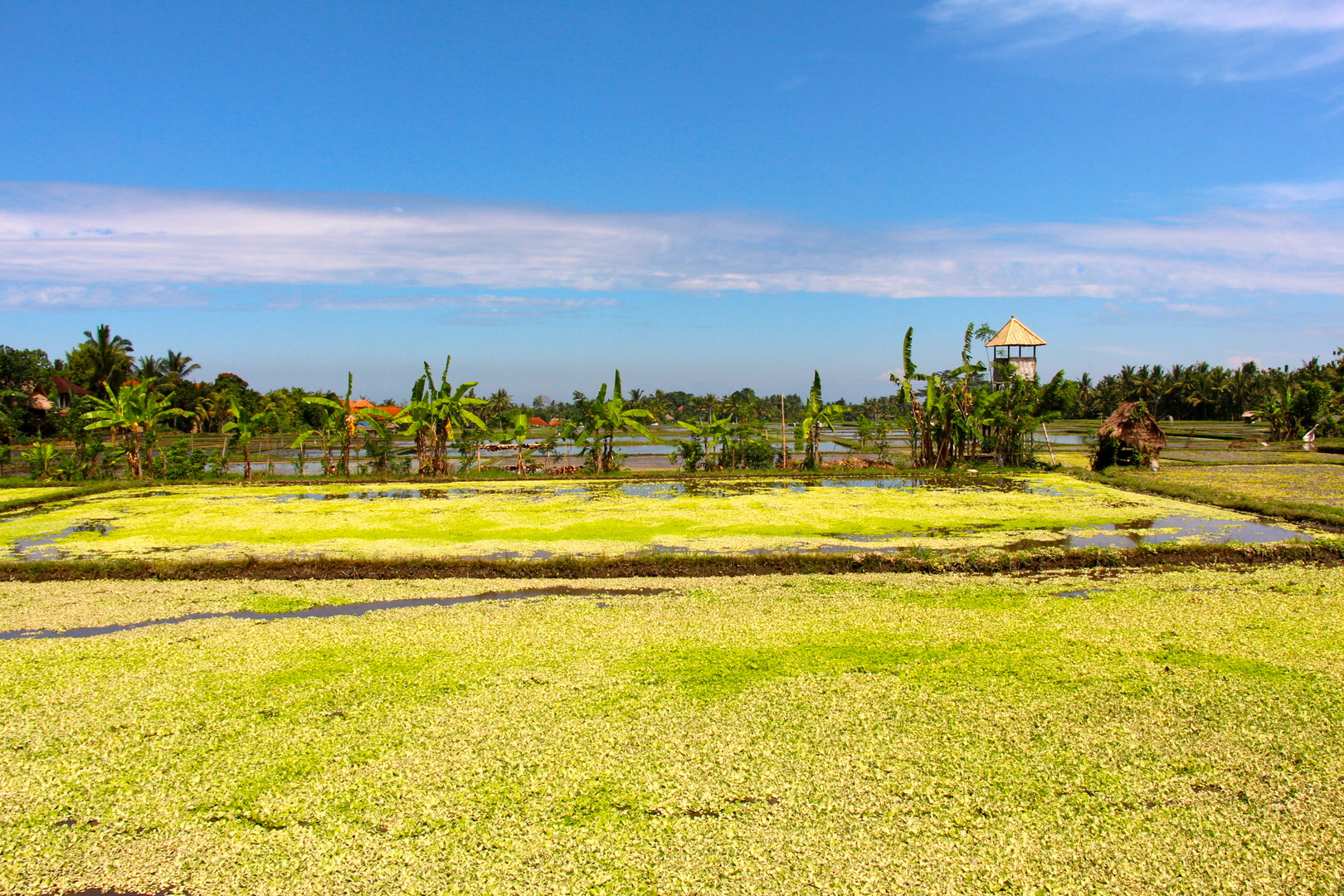 Fields of green