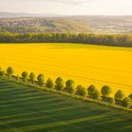 Fields of Green and Yellow