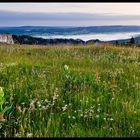 Fields of Green