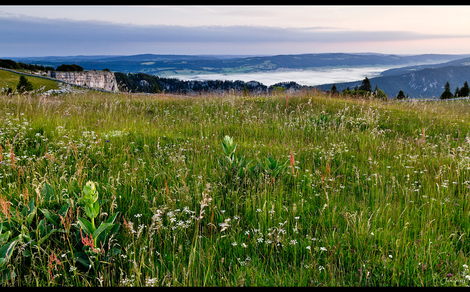 Fields of Green