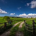 Fields of Green