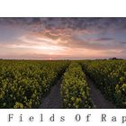 Fields Of Rape