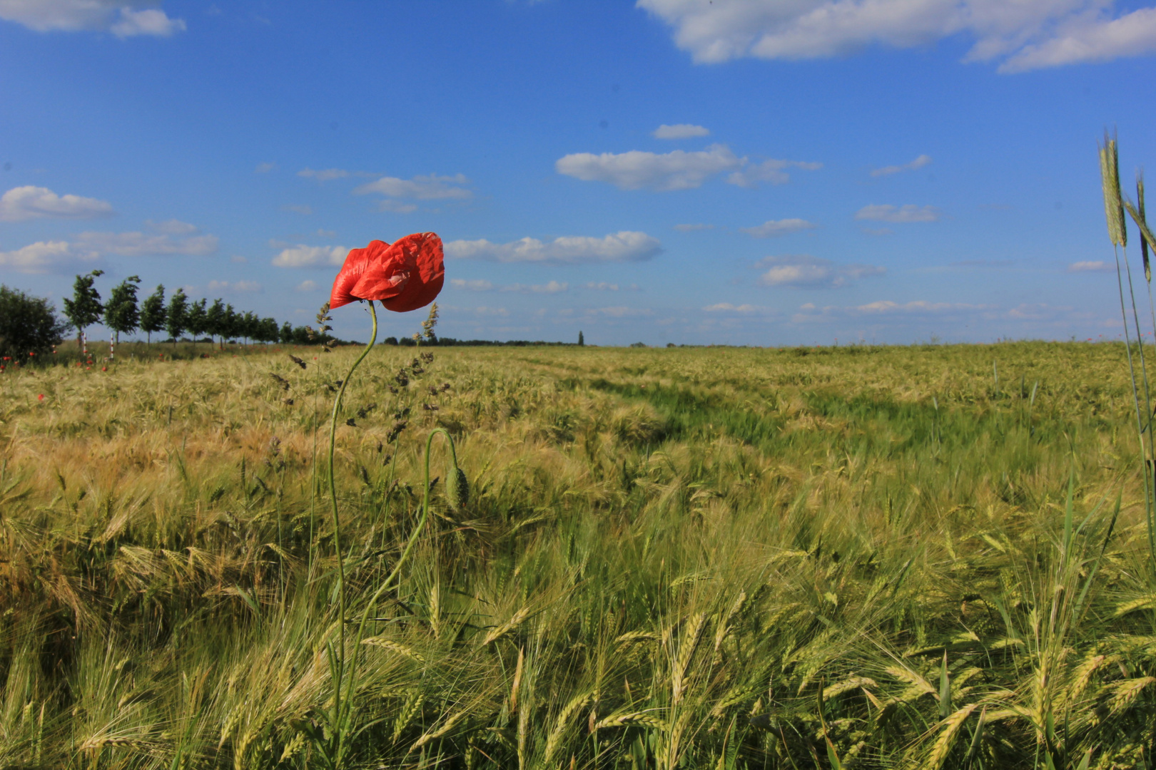 Fields of Red