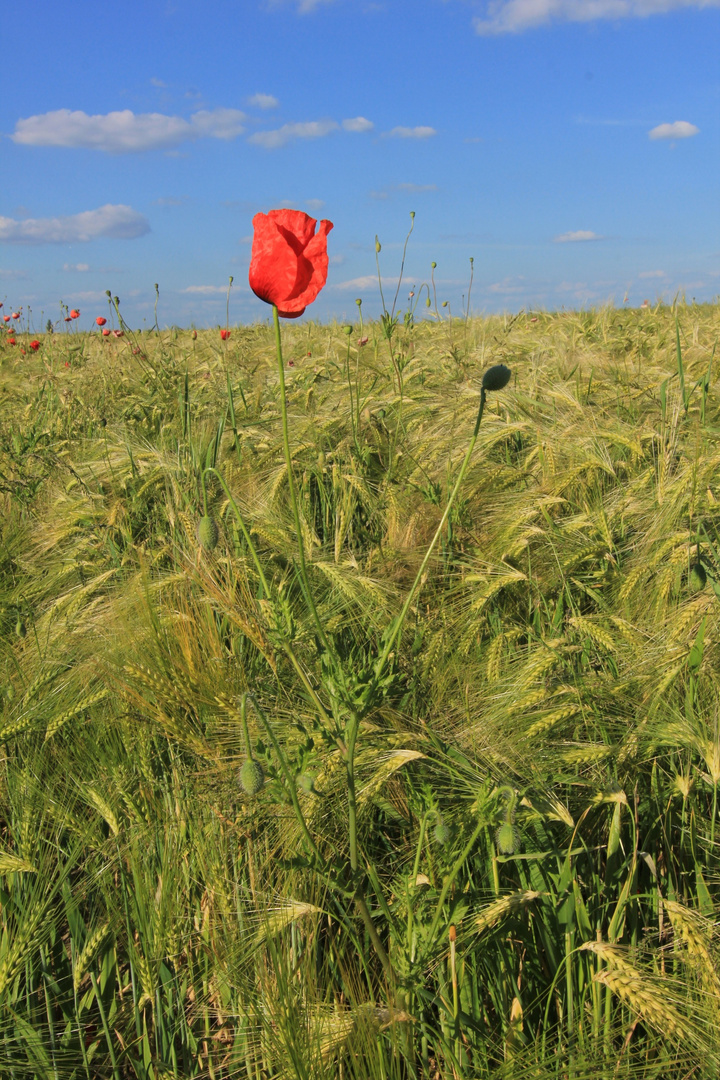 Fields of Red II