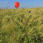 Fields of Red II