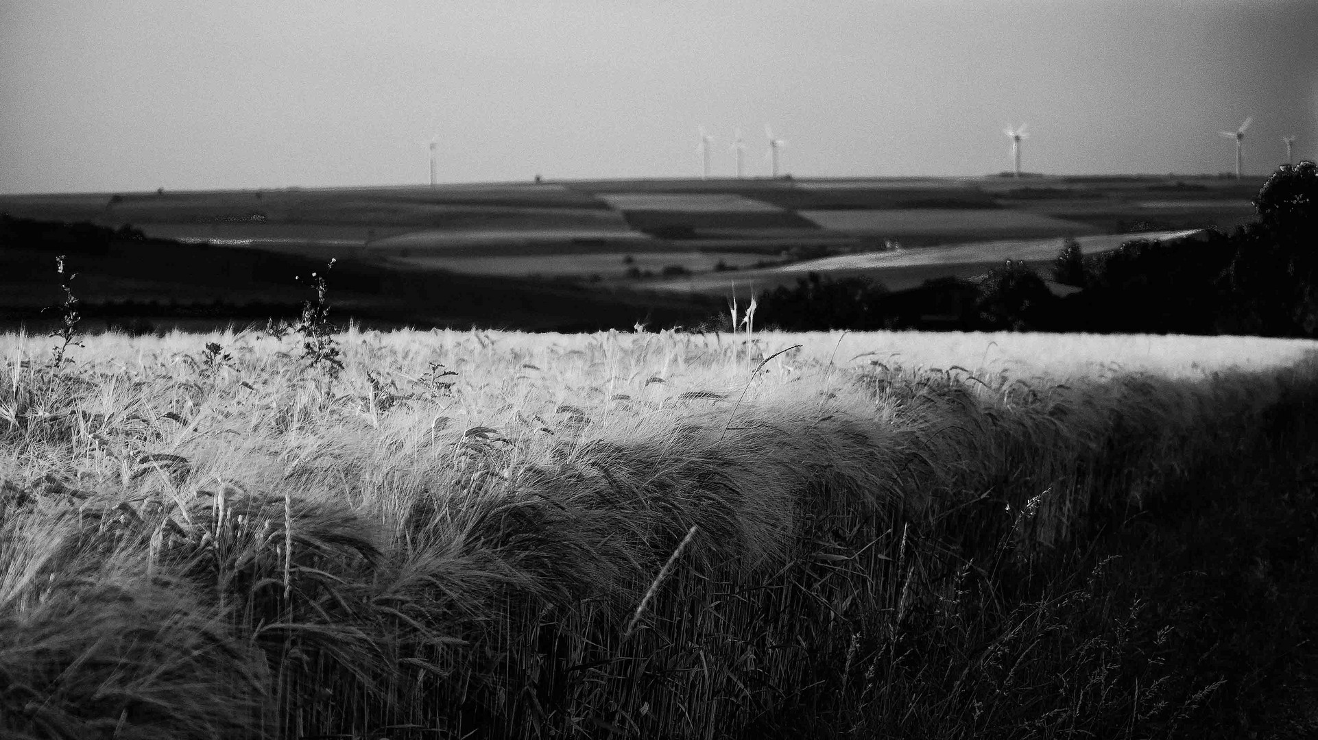 Fields of Rittersheim Germany