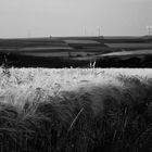 Fields of Rittersheim Germany