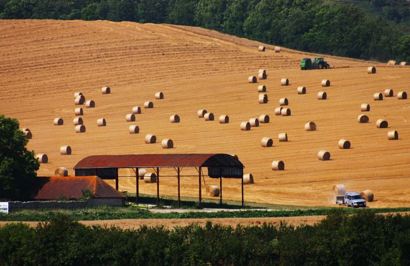 Fields of Summer 2