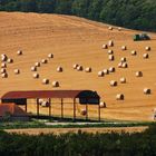 Fields of Summer 2