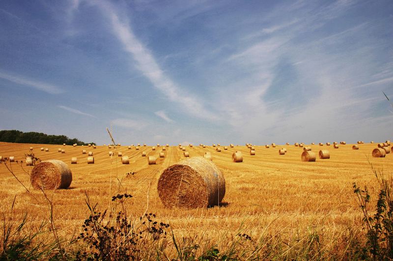 Fields of Summer