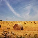 Fields of Summer