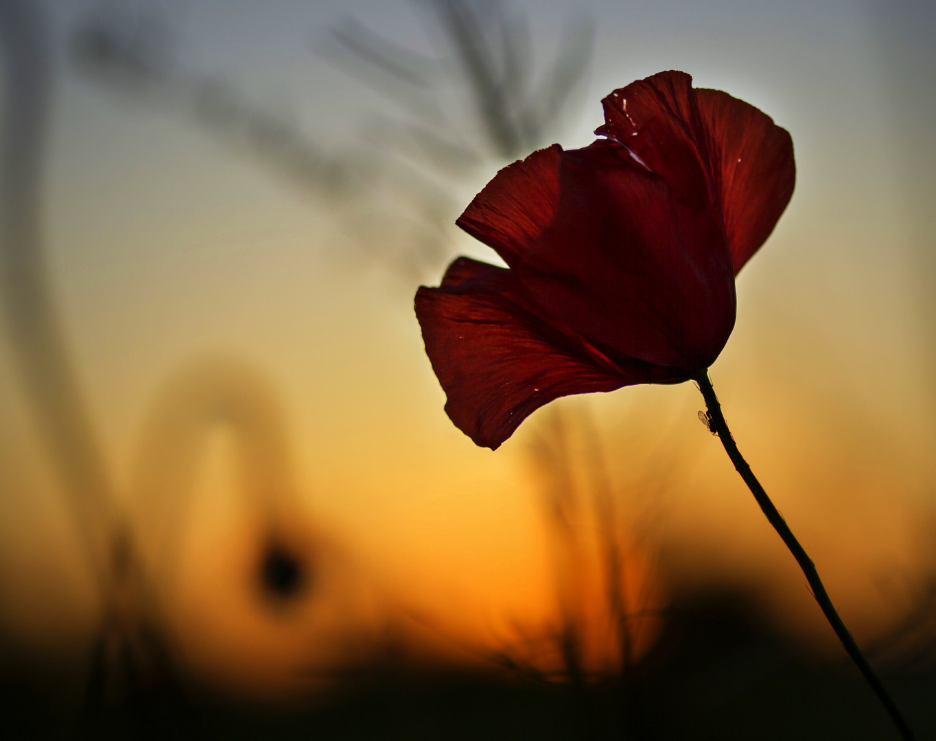 fields of sunset