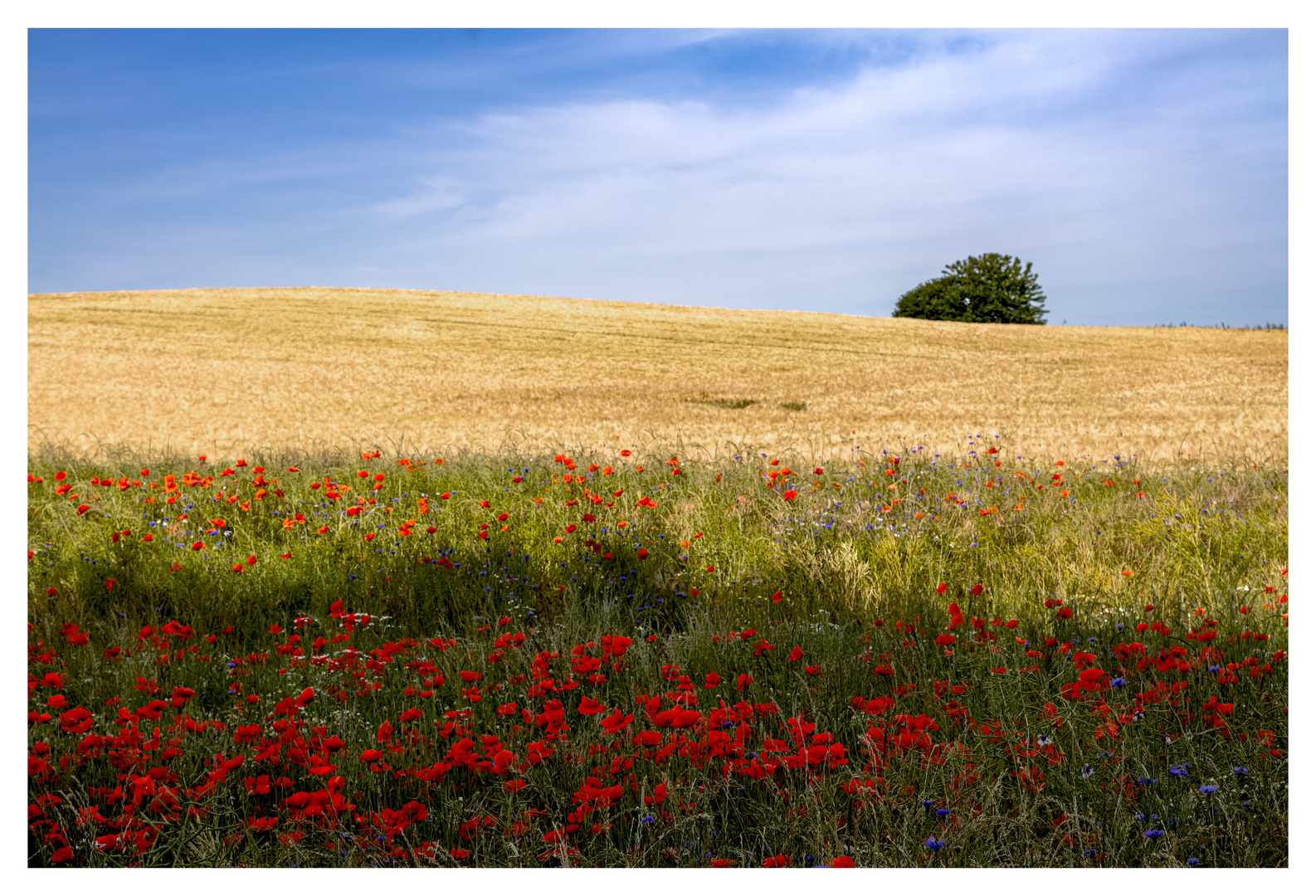 Fields on fire