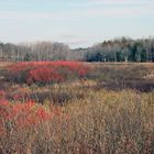 Fields Pond Moors, Orrington, Me