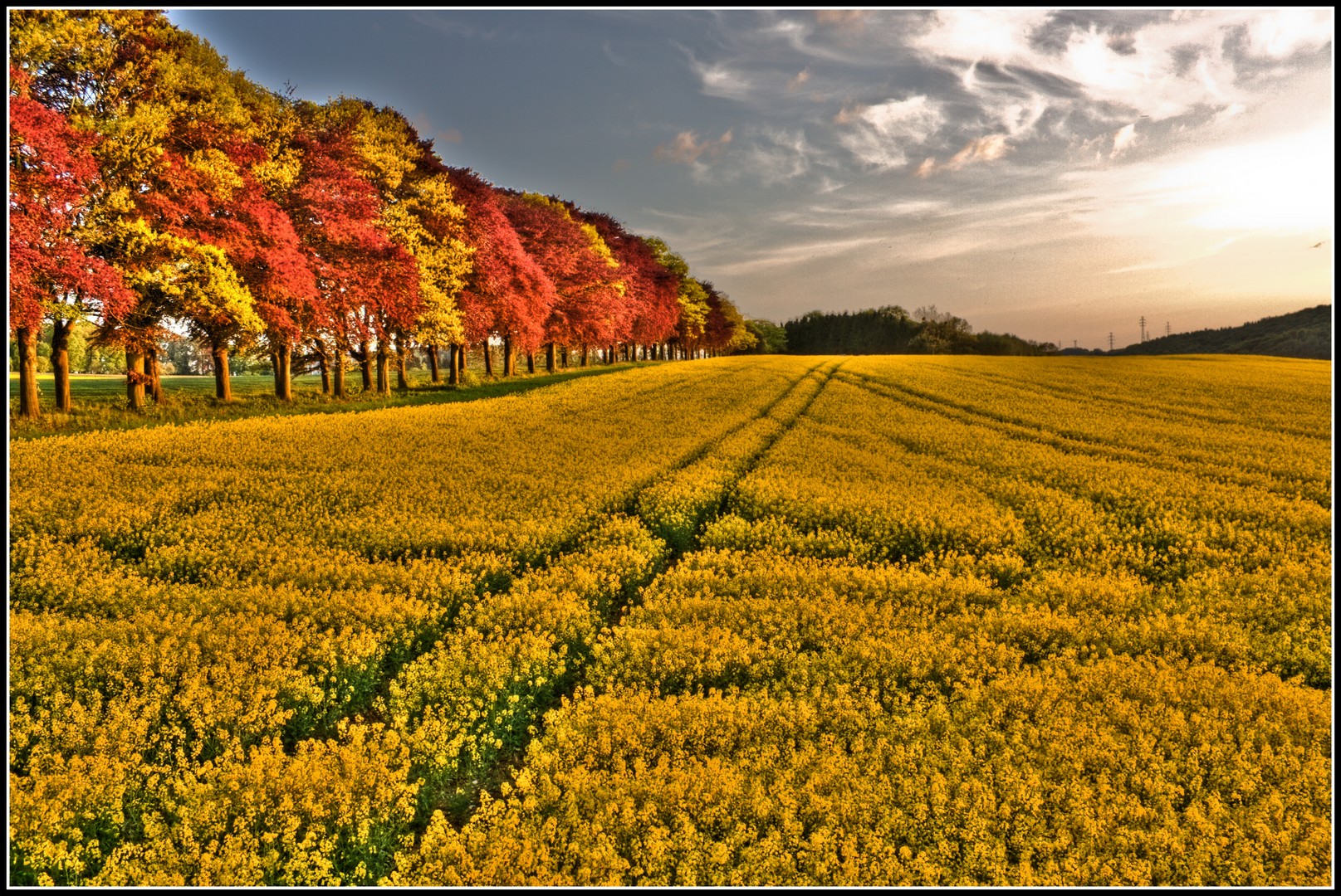 Fields Sunset