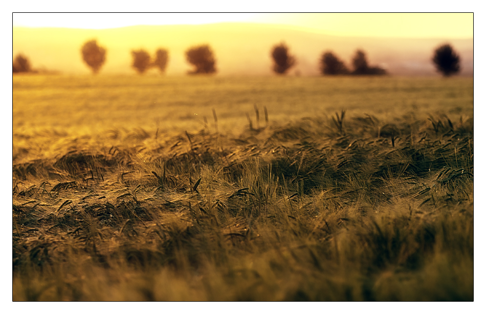 .FieldsOfGold. -2-