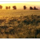 .FieldsOfGold. -2-