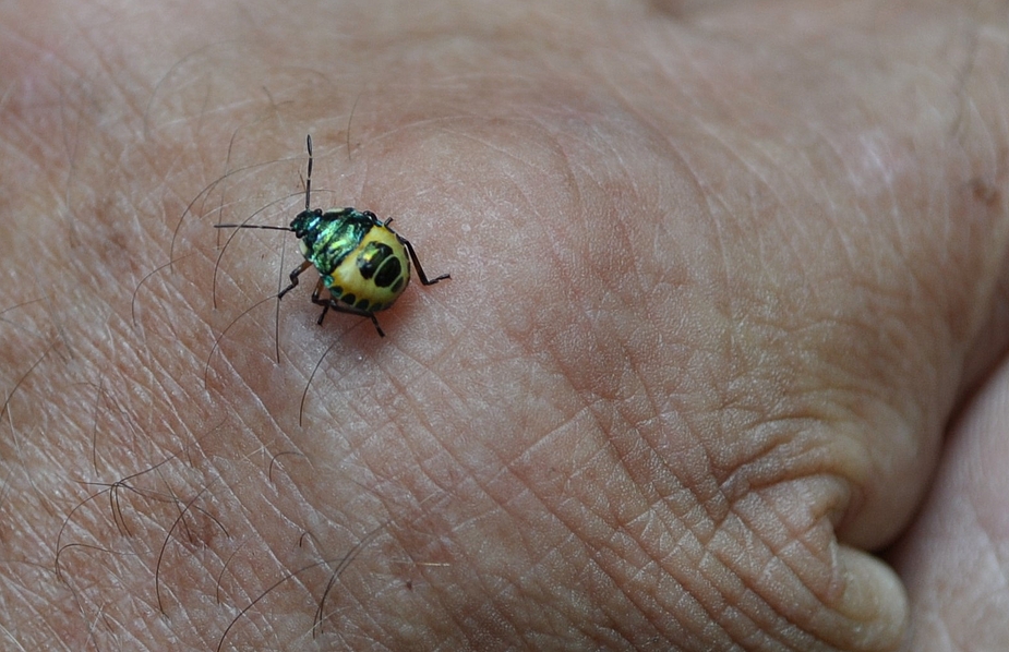 ...fielmir beim Himbeerenessen auf die Hand....???