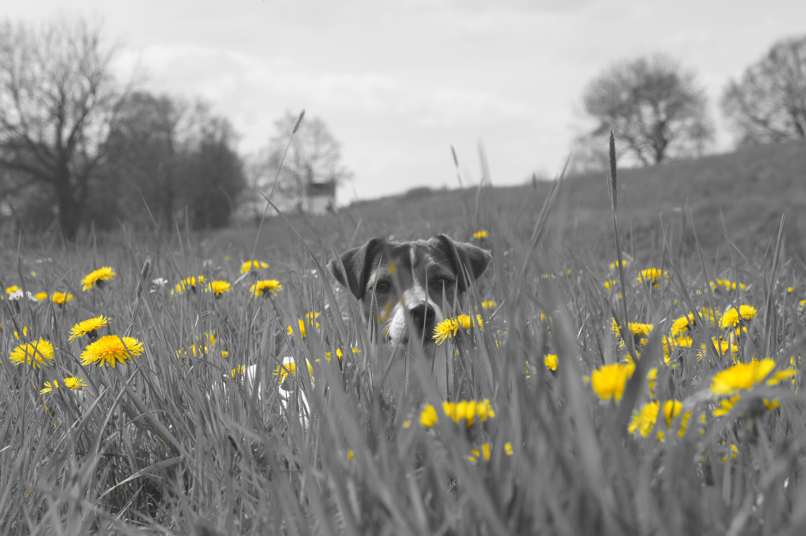 Fiene im hohen Gras ;)