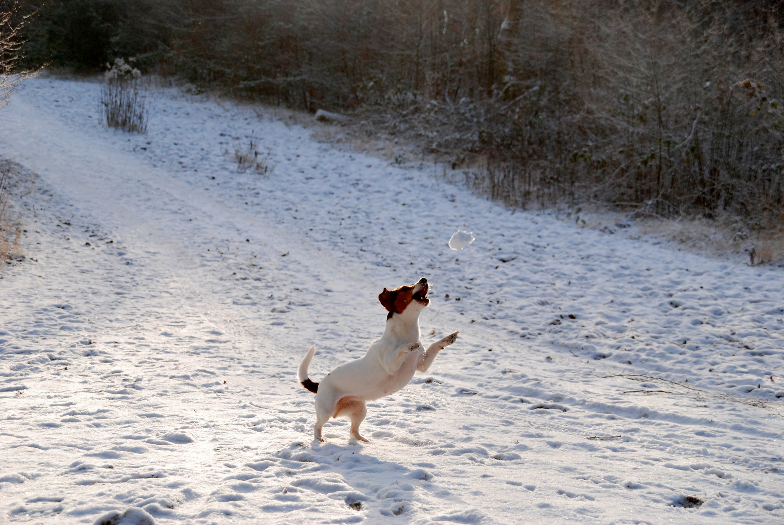 Fiene im Schnee