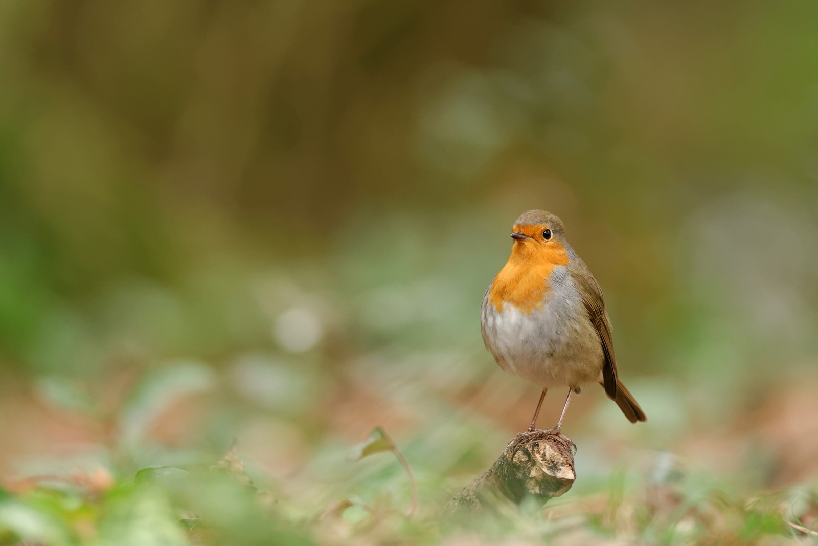 Fier comme Robin