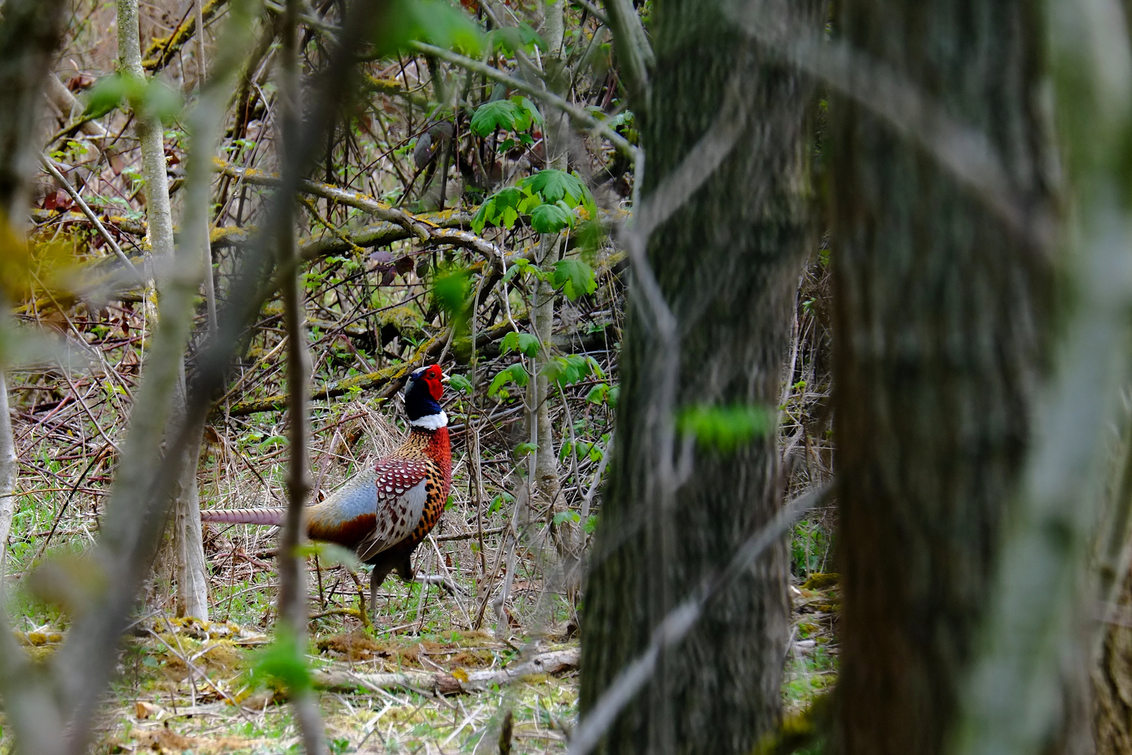 fier comme un coq