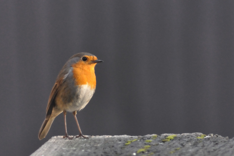 Fier comme un Rouge-Gorge