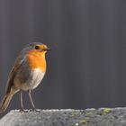 Fier comme un Rouge-Gorge