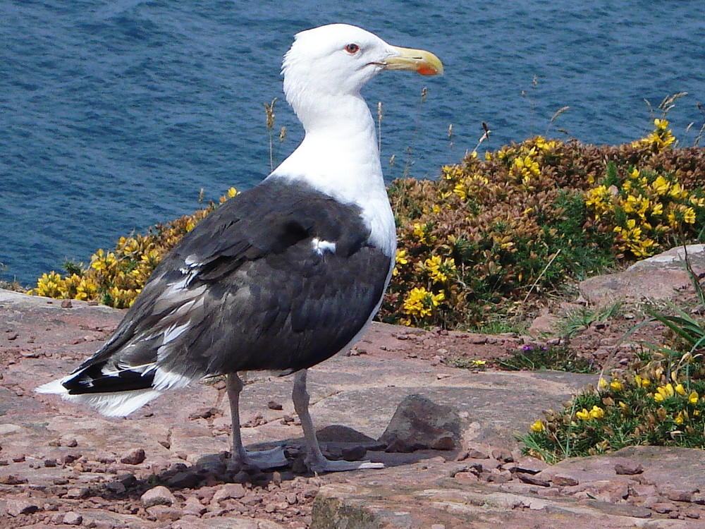 Fier comme une mouette