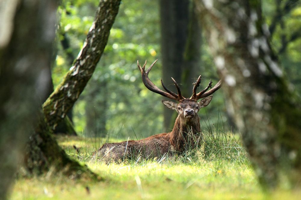 fier d'etre Cerf