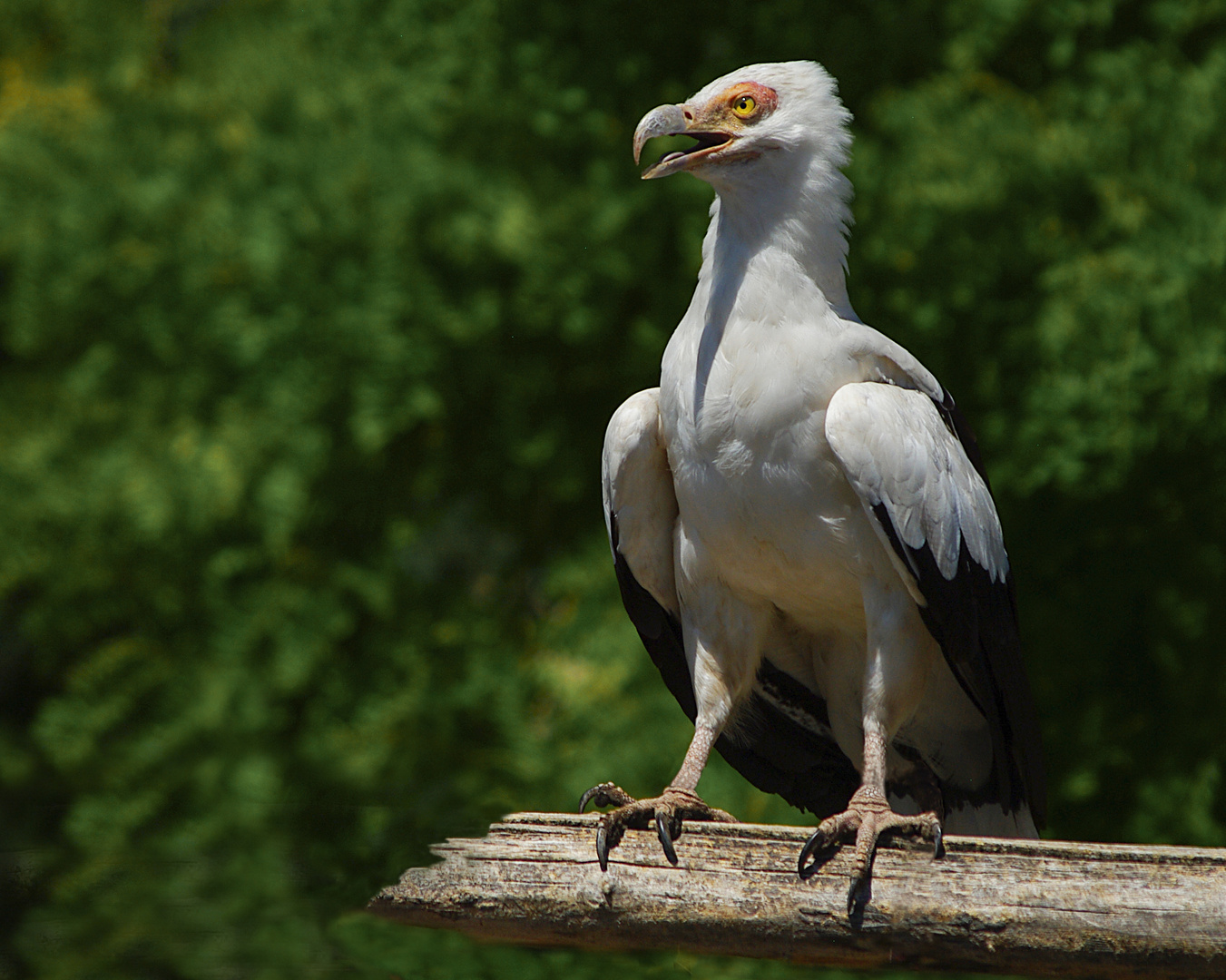 Fier ! (Gypohierax angolensis, vautour palmiste)