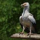 Fier ! (Gypohierax angolensis, vautour palmiste)