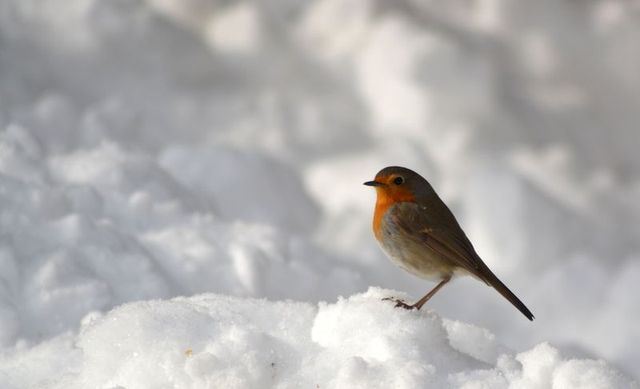 fier malgré la neige