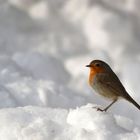 fier malgré la neige